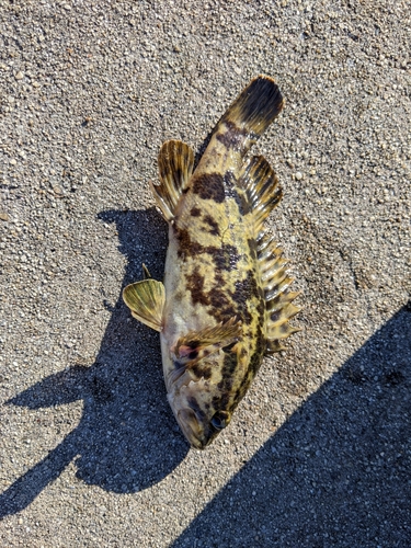 タケノコメバルの釣果