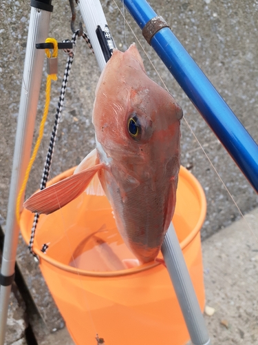 ホウボウの釣果