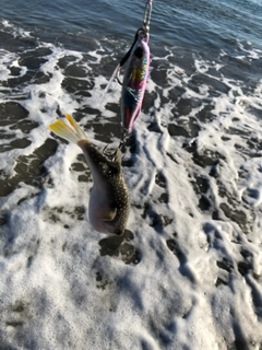 フグの釣果