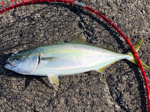 イナダの釣果