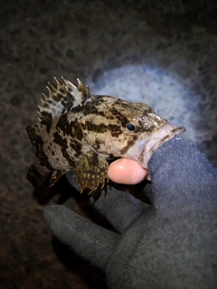 タケノコメバルの釣果