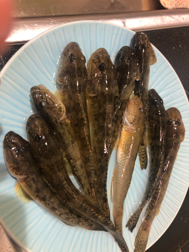 マハゼの釣果