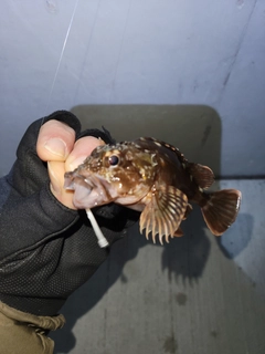 ガシラの釣果