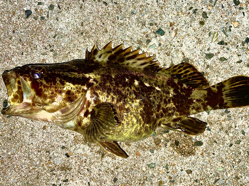 タケノコメバルの釣果