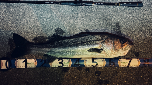 シーバスの釣果