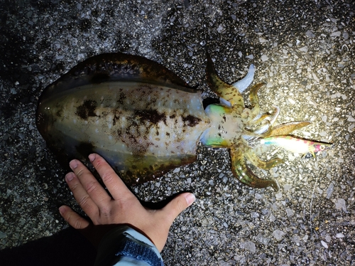 アオリイカの釣果