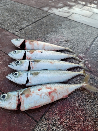 サバの釣果