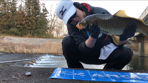 コイの釣果