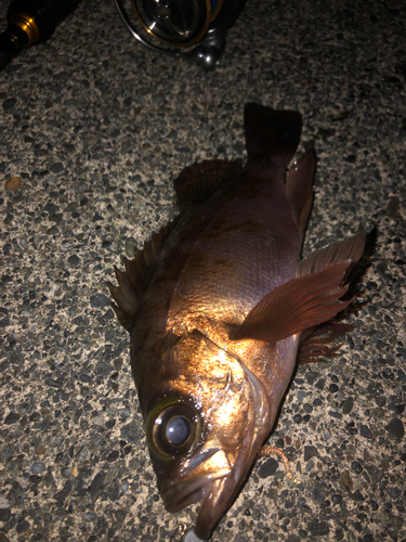 メバルの釣果