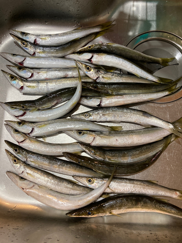 カマスの釣果