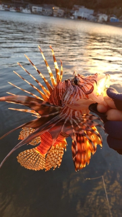 ミノカサゴの釣果