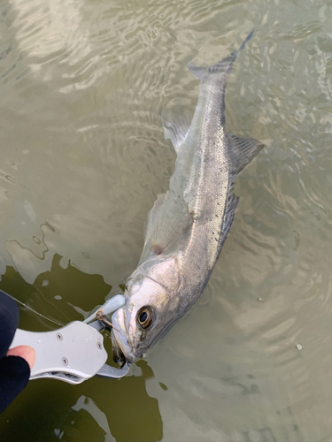 セイゴ（マルスズキ）の釣果