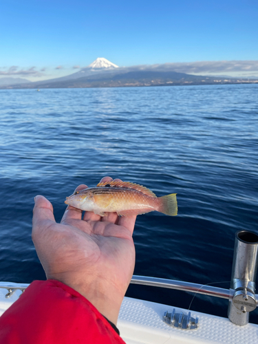 オオモンハタの釣果