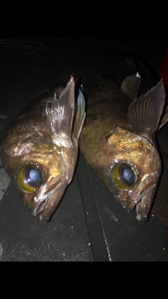 メバルの釣果