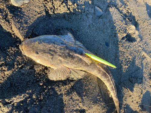 マゴチの釣果