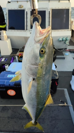 ブリの釣果