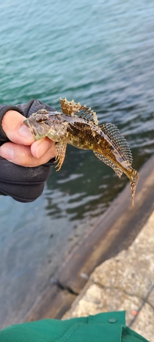 アナハゼの釣果