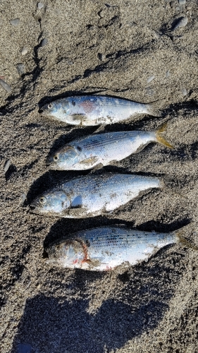 コノシロの釣果