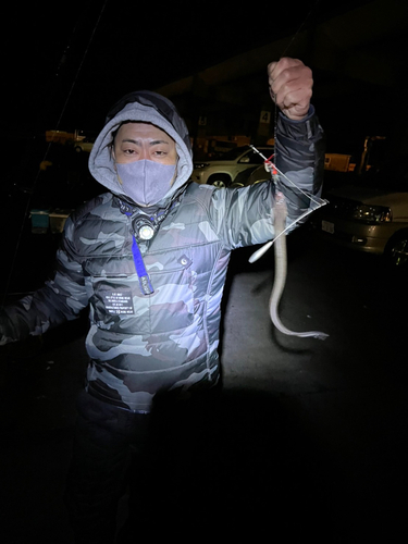 アナゴの釣果