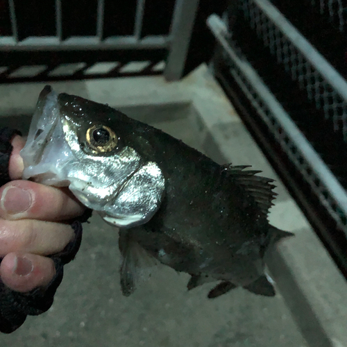 フッコ（マルスズキ）の釣果