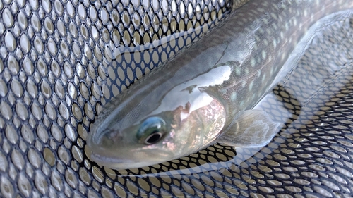 ニジマスの釣果