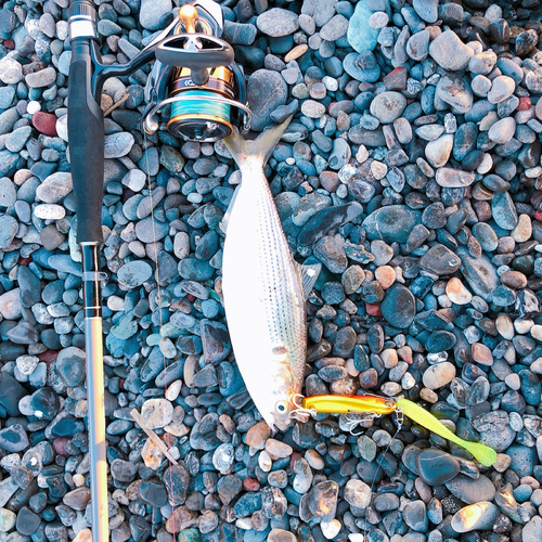 コノシロの釣果