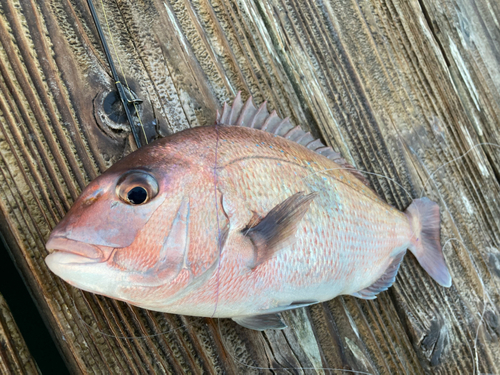 マダイの釣果