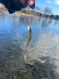 アブラハヤの釣果