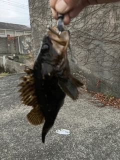 タケノコメバルの釣果