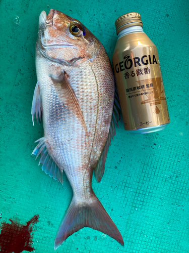 マダイの釣果