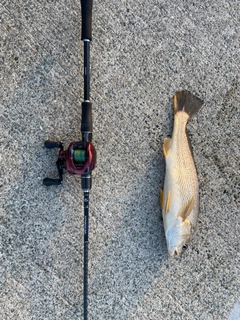 イシモチの釣果