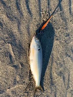 コノシロの釣果