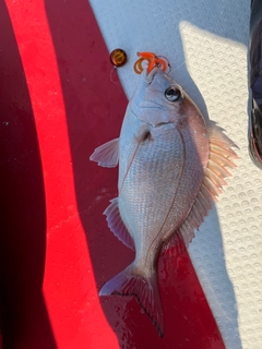 タイの釣果