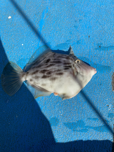 カワハギの釣果