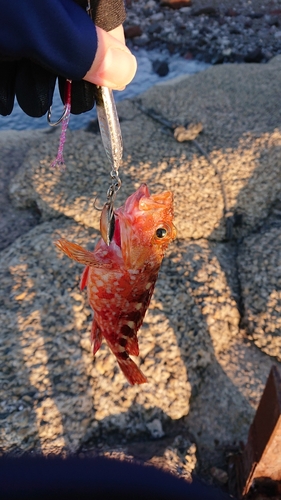 アラカブの釣果