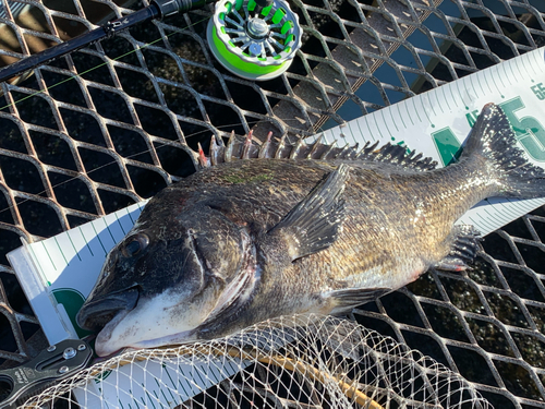 クロダイの釣果