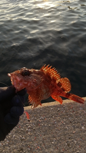 アラカブの釣果