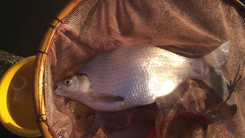 ヘラブナの釣果