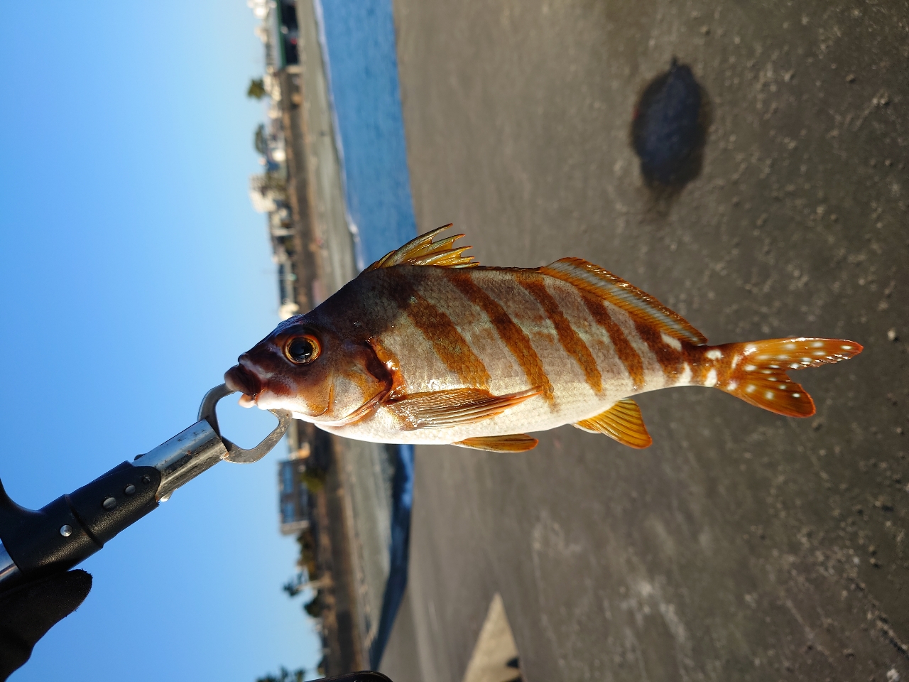 タカノハダイ