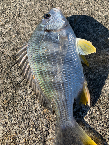 キチヌの釣果