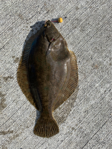 カレイの釣果