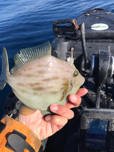 カワハギの釣果