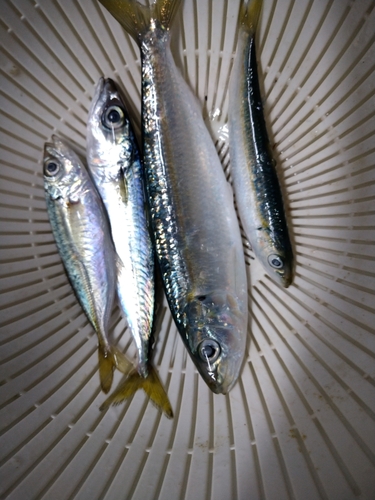 コノシロの釣果