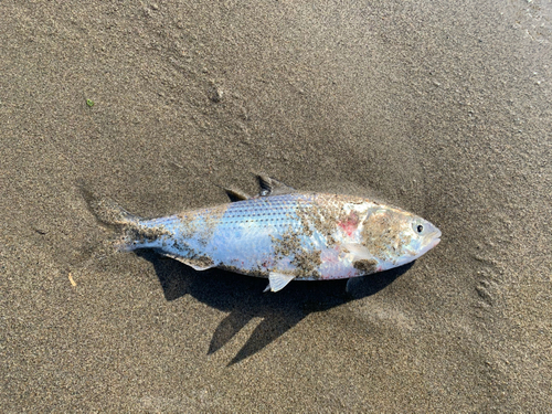 コノシロの釣果