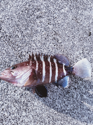 ハタの釣果