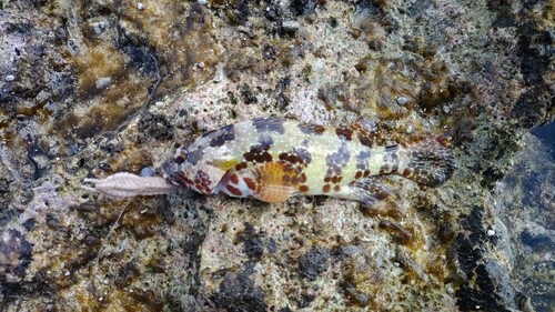 イシミーバイの釣果