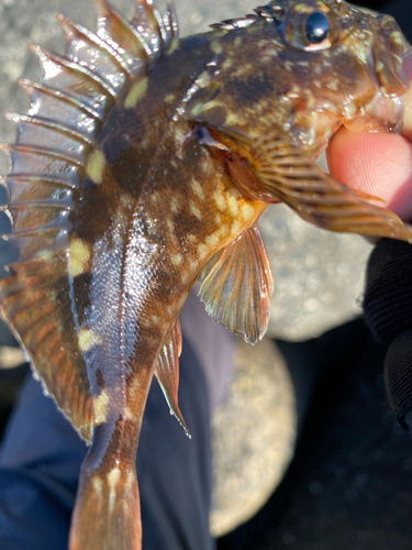 カサゴの釣果