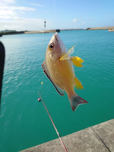 釣果