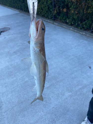 ワニエソの釣果