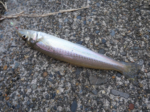 シロギスの釣果